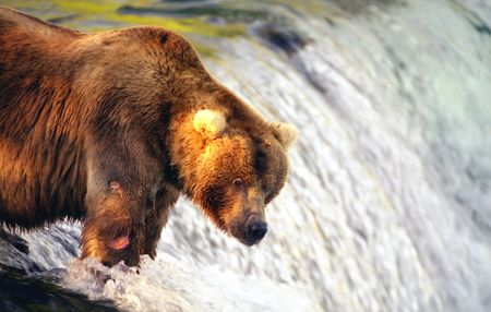 Brown bear waiting for salmon to jumpの写真素材