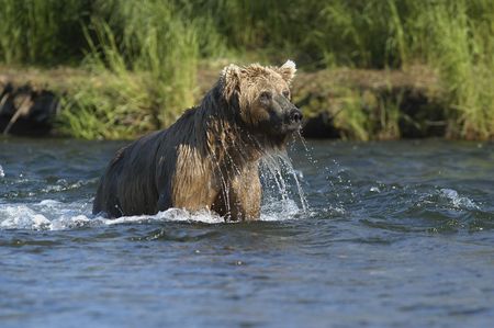 Brown bear standing in Brook Riverの写真素材