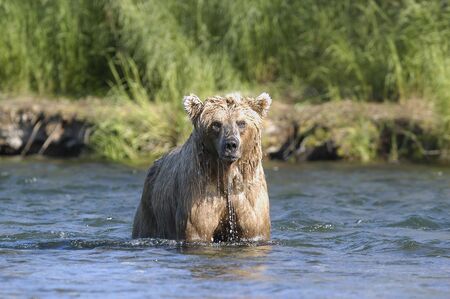 Brown bear standing in Brook Riverの写真素材