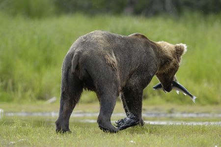 young brown bear walking away with a salmonの写真素材