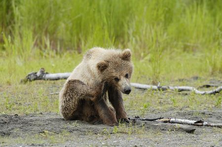 Young brown bear scratchingの写真素材