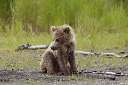 Young brown bear sitting on the river bankの写真素材