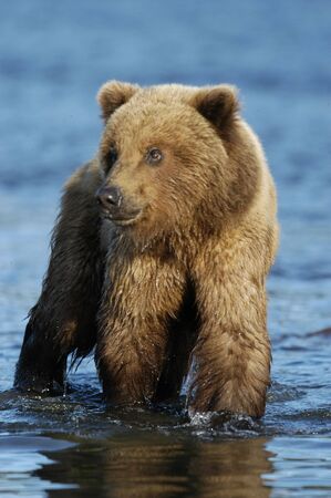 Young brown bear standing in the riverの写真素材