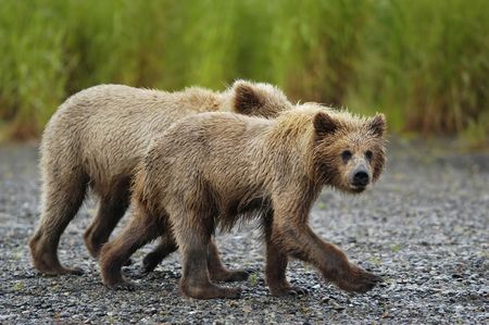 Two brown bear cubs walkingの写真素材