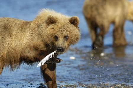 Brown bear cub standing in the riverの写真素材