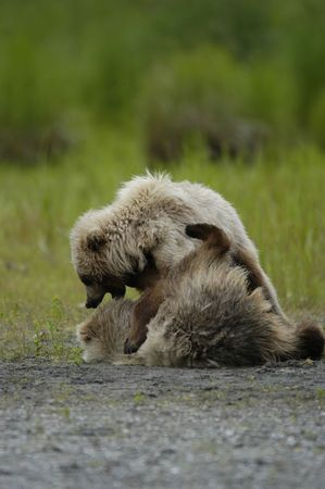 Two brown bear cubs playingの写真素材