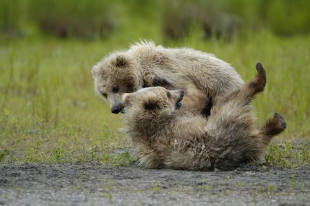 Two brown bear cubs playingの写真素材