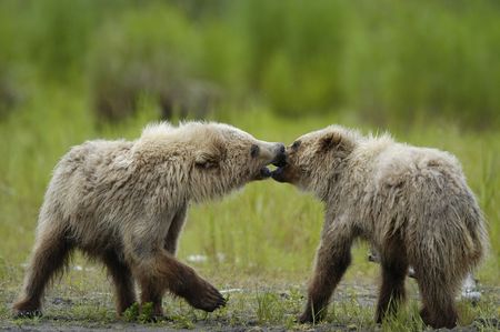 Two brown bear cubs playingの写真素材