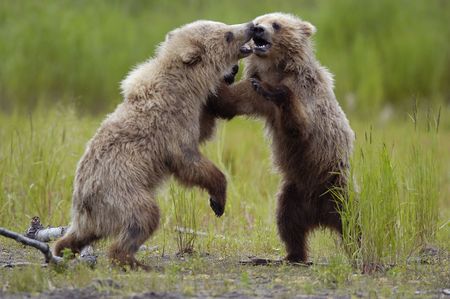 Two brown bear cubs playingの写真素材