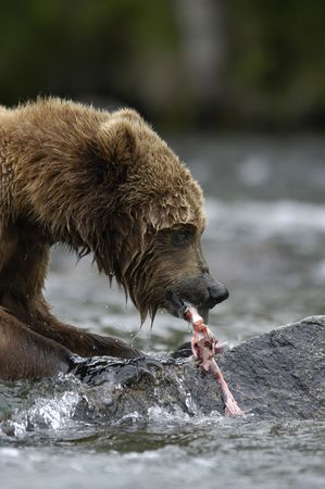 Brown bear eating salmonの写真素材