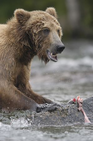 Brown bear eating salmonの写真素材