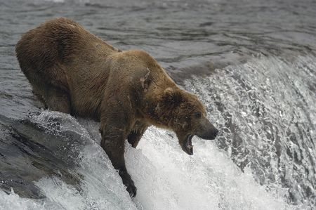 Brown bear trying to catch salmonの写真素材