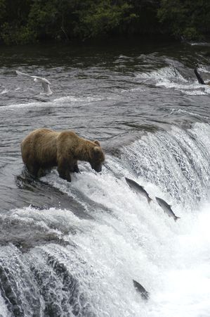 Brown bear trying to catch salmonの写真素材