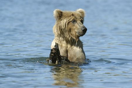 Brown bear standing in Brook Riverの写真素材