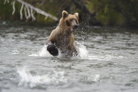 Brown bear running in the riverの写真素材