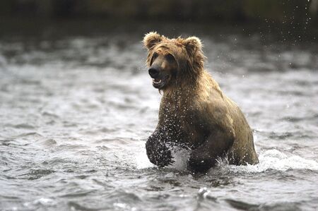 Brown bear running in the riverの写真素材