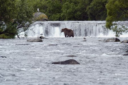 Brown bear standing in Brook Riverの写真素材