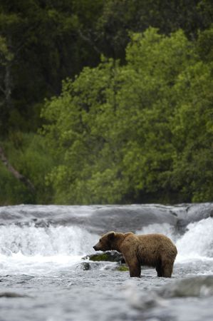 Brown bear standing in Brook Riverの写真素材