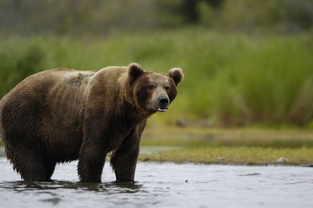 Brown bear standing in Brook Riverの写真素材
