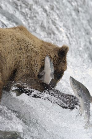 Brown bear trying to catch a salmonの写真素材
