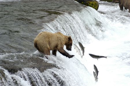 Brown bear trying to catch a salmon                           の写真素材