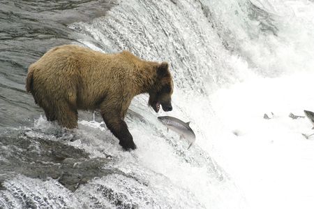 Brown bear trying to catch a salmonの写真素材