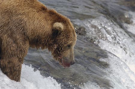 Brown bear waiting for salmon to jumpの写真素材