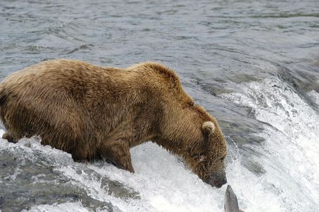 Brown bear trying to catch a salmonの写真素材