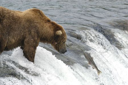 Brown bear trying to catch a salmonの写真素材
