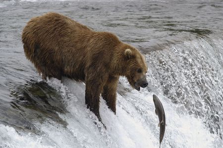 Brown bear trying to catch a salmonの写真素材