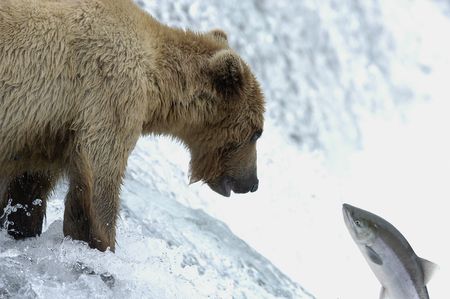 Brown bear trying to catch a salmonの写真素材