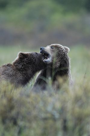 Two brown bears playingの写真素材