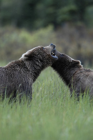 Two brown bears playing