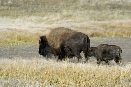Buffalo and buffalo calfの写真素材