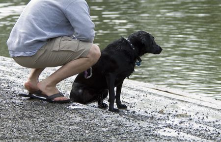 Black lab waiting to jump in the waterの写真素材
