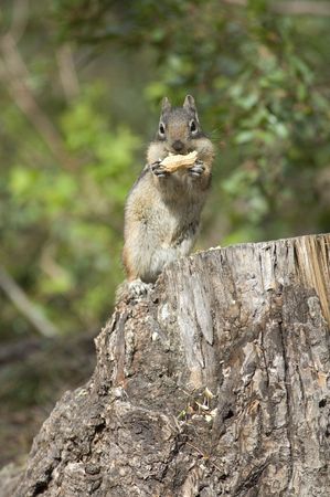 Chip monk eating a peanutの写真素材