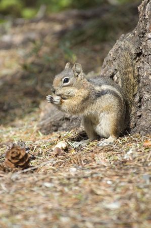Chip monk eating a peanutの写真素材