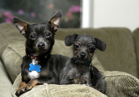 Two cute puppies on the couchの写真素材