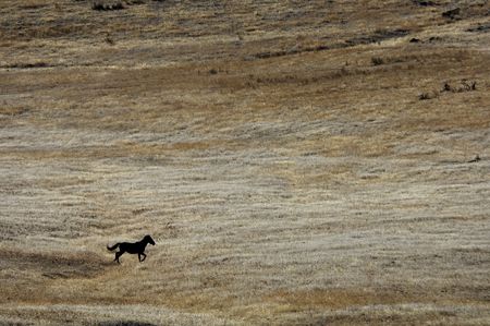 Single wild horse running across the praireの写真素材