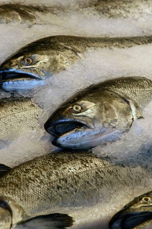 Fresh salmon on display at the marketの写真素材