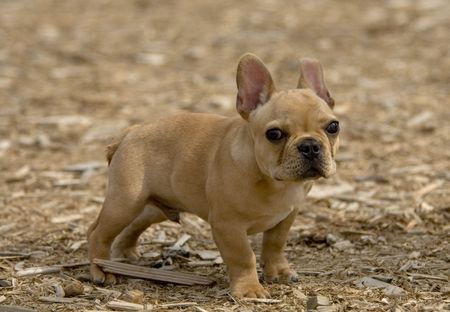 Cut bulldog puppyの写真素材