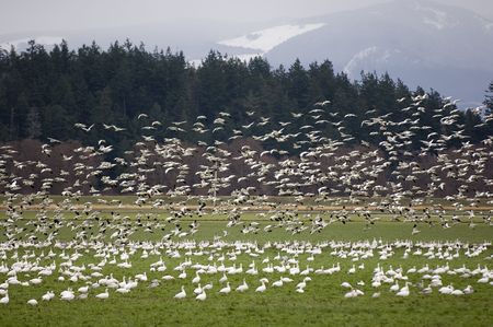 Thousands of snow geese flying の写真素材