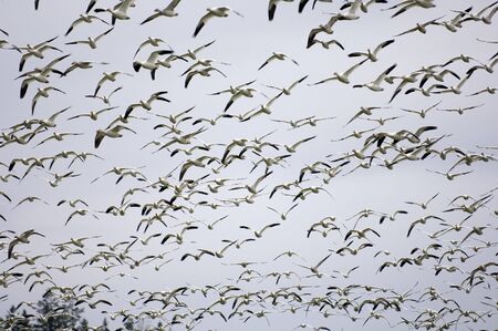 Thousands of snow geese flying の写真素材