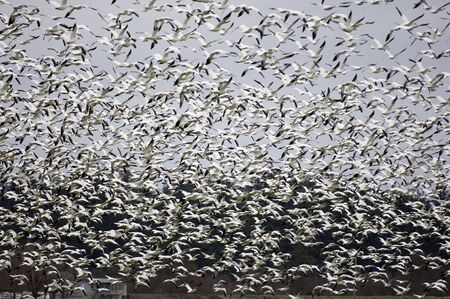 Thousands of snow geese flying の写真素材