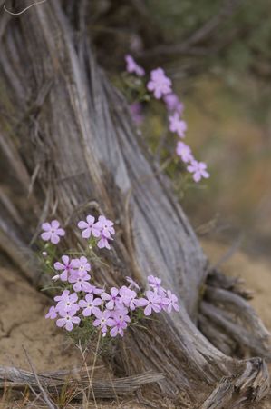 Wild flowers on the praireの写真素材