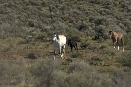 Wild horses standing in the sage brushの写真素材