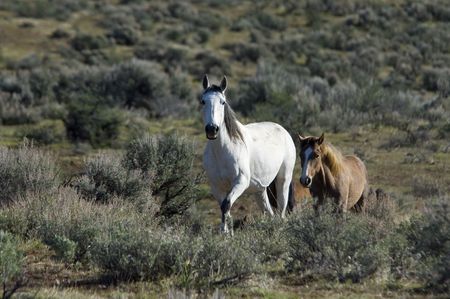 Wild horses standing in the sage brushの写真素材