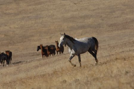 Wild horse standing aloneの写真素材