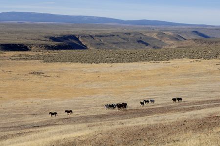 Wild horses running across the praireの写真素材