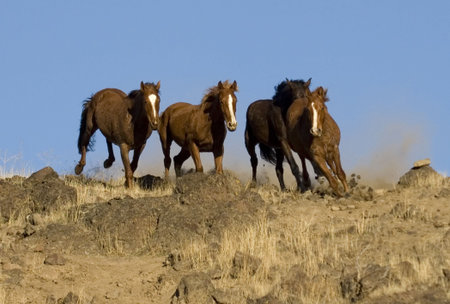 Wild horses about to come over a ridgeの写真素材